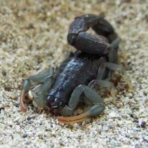 Scorpions For Sale Page Of Happyforeststore