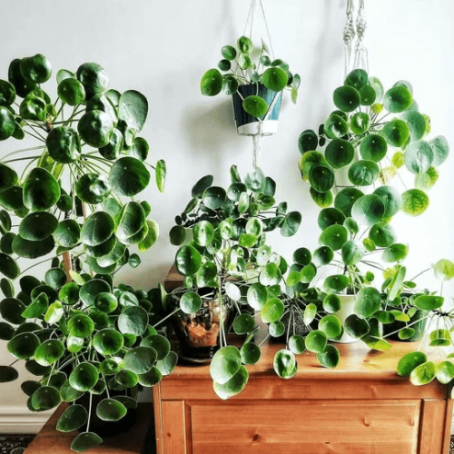 Chinese Money Plant Pilea Peperomioides HappyForestStore