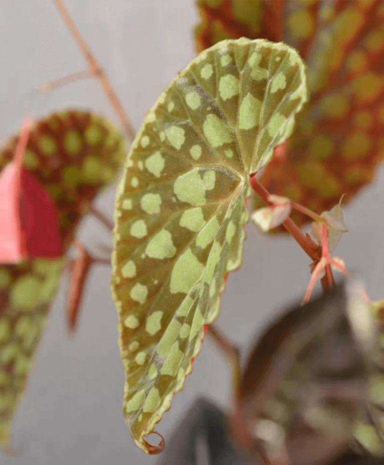 Begonia chlorosticta red form for Sale - HappyForestStore