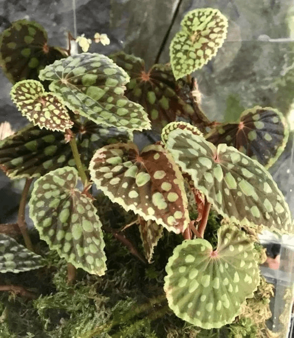 Begonia chlorosticta red form for Sale - HappyForestStore