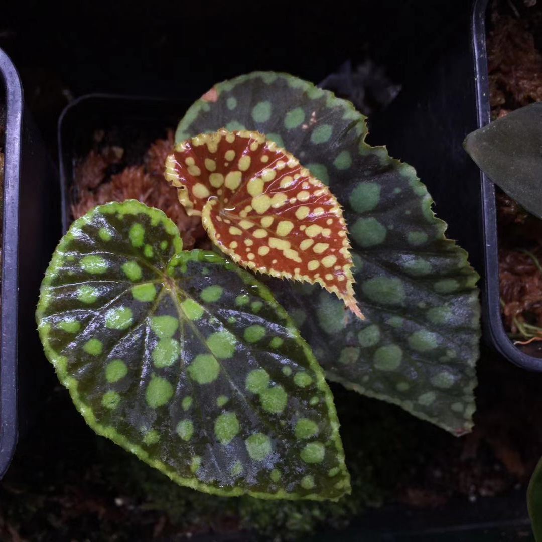 Begonia chlorosticta red form for Sale - HappyForestStore