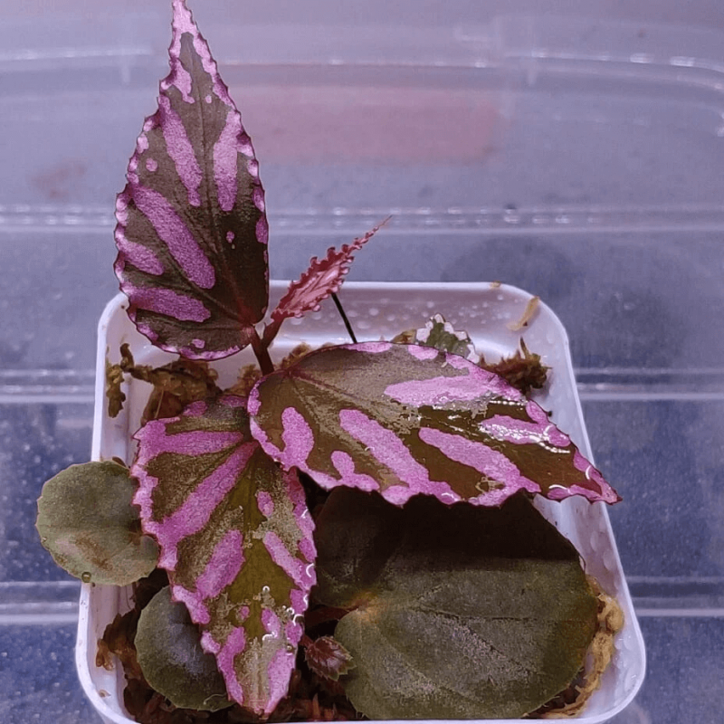 Begonia sp julau for Sale - HappyForestStore