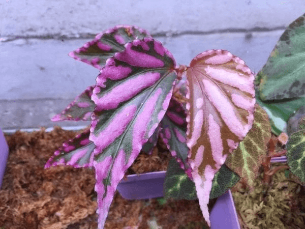 Begonia sp julau for Sale - HappyForestStore