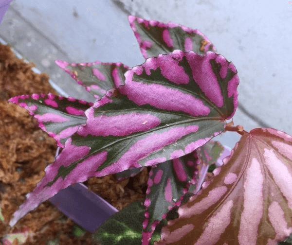 Begonia sp julau for Sale - HappyForestStore