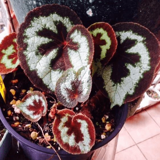 Begonia Picturata for Sale - HappyForestStore