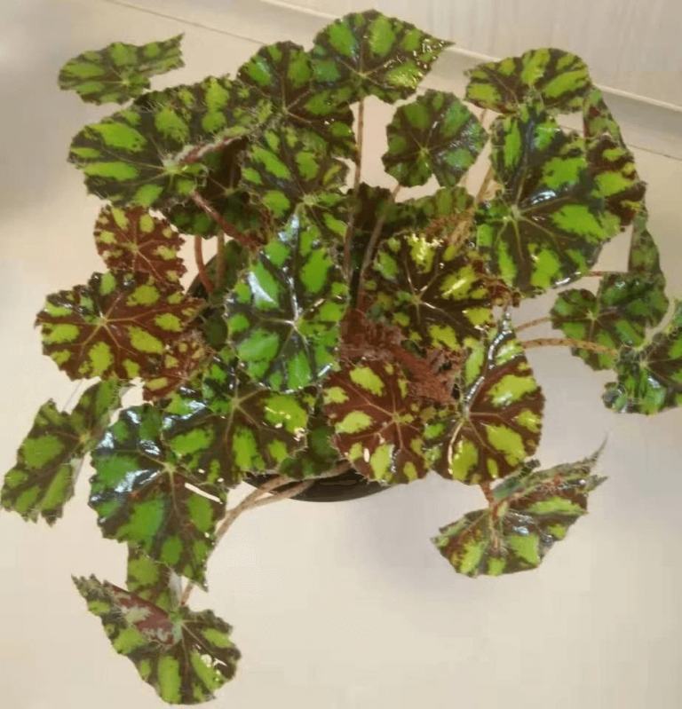 Begonia “Tiger Kitten” for Sale - HappyForestStore