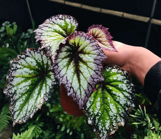 Begonia 'Fireworks'