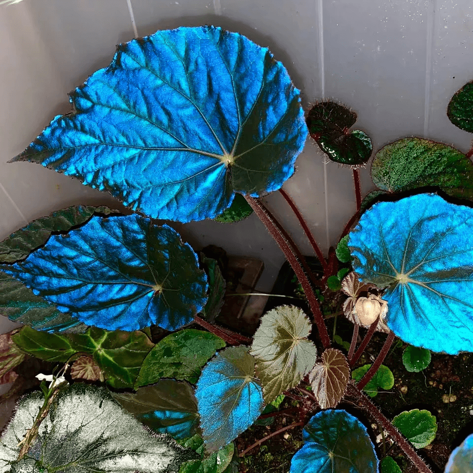 Begonia Pavonina for Sale - HappyForest