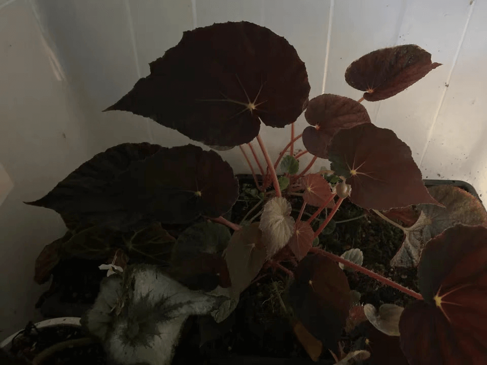 Begonia Pavonina for Sale - HappyForestStore