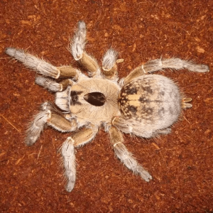 Aphonopelma mooreae - Mexican Jade Fuego Tarantula for sale - HappyForest