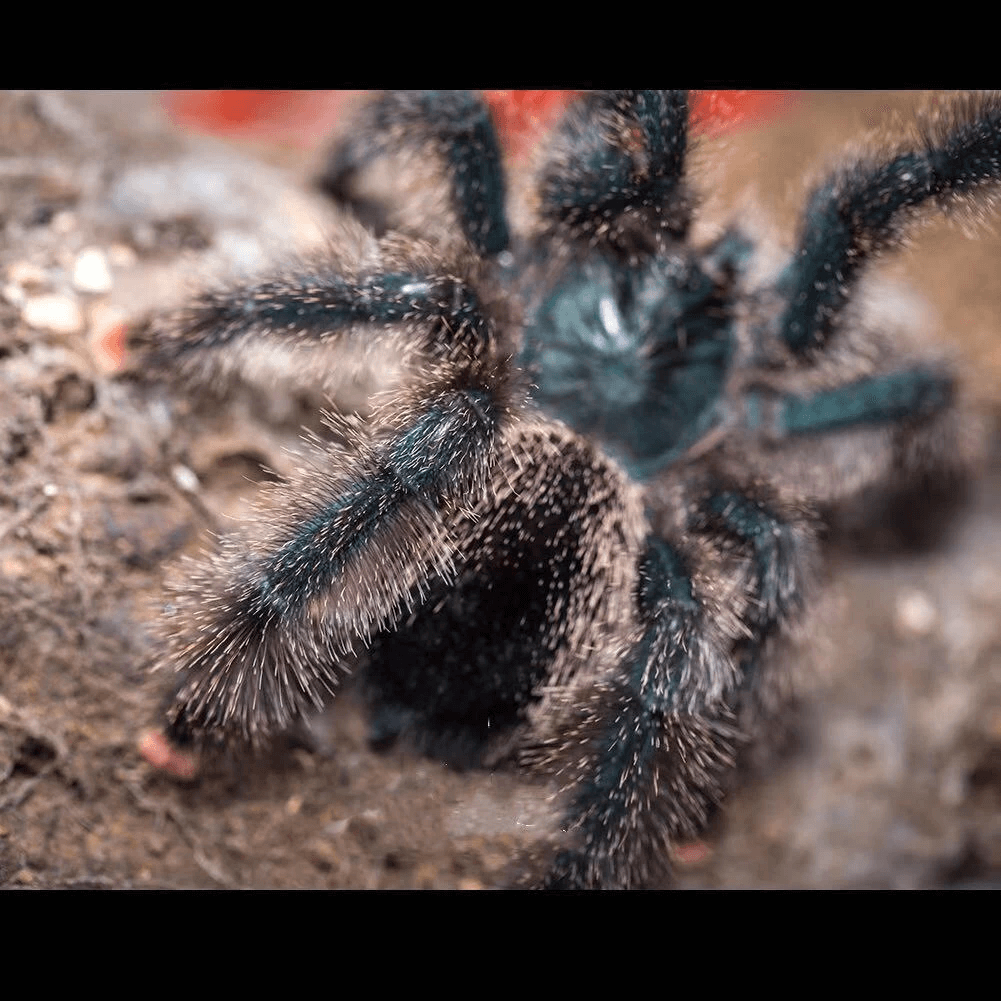 Avicularia sp. Kwitara river for sale - HappyForestStore