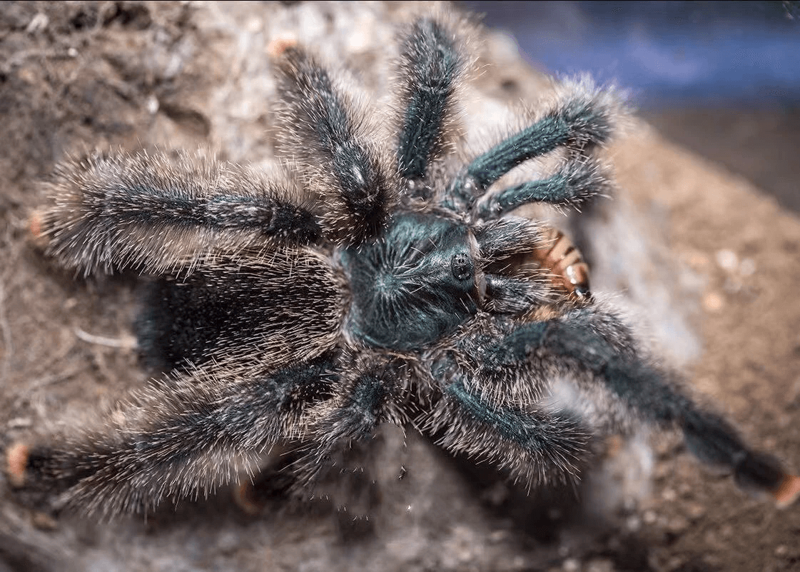 Avicularia sp. Kwitara river for sale - HappyForestStore