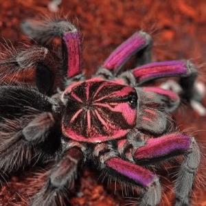 Sahydroaraneus raja (Indian Blue Dwarf Tarantula) for sale - HappyForest