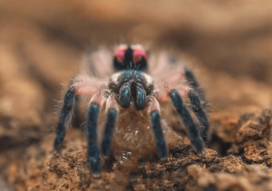 Typhochlaena Seladonia Brazilian Jewel Tarantula Happyforest