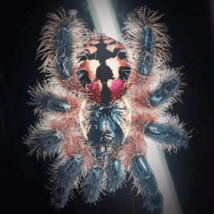 Typhochlaena seladonia - Brazilian Jewel Tarantula ...