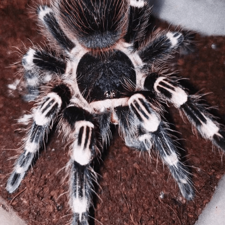 Acanthoscurria Geniculata - Giant White Knee Tarantula for sale