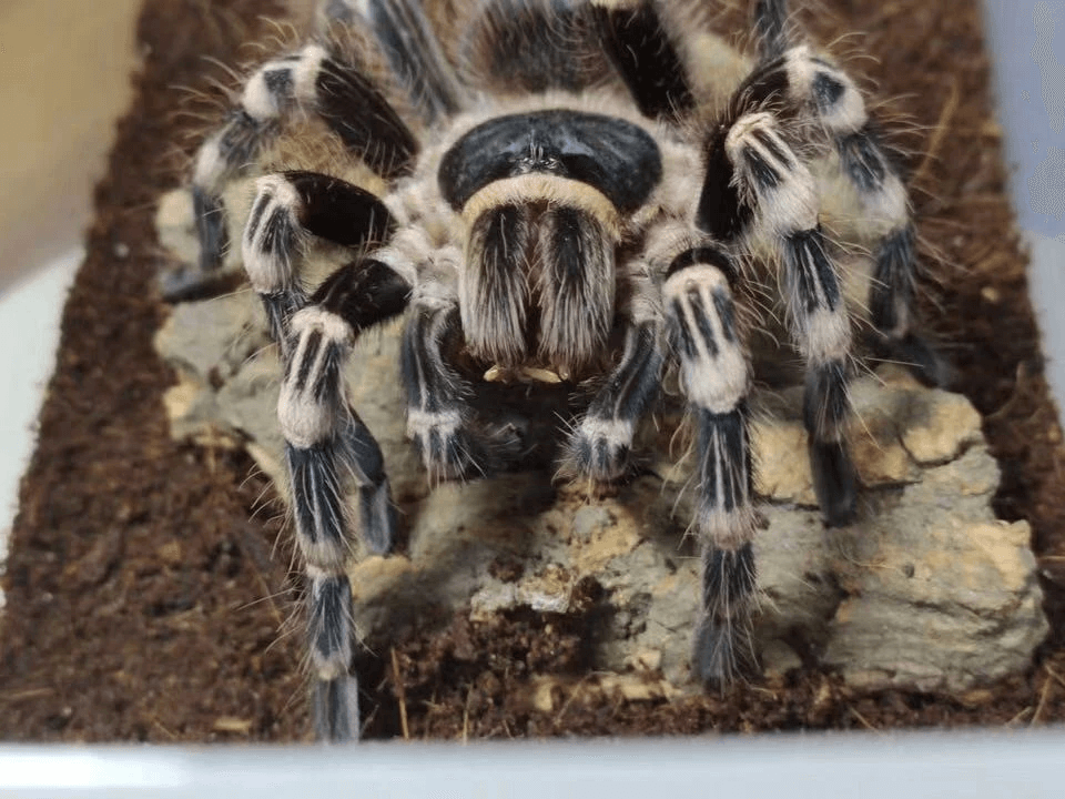 Acanthoscurria Geniculata - Giant White Knee Tarantula for sale