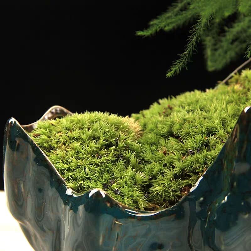 Live Cushion Moss/ Pillow Moss/ Small/medium/ Large Pieces/ Leucobryum  Glaucum Moss/ Green Moss for Terrarium/ Vivarium/ Moss Garden 