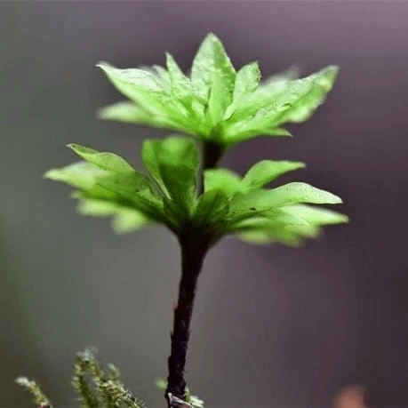 Racomitrium Moss ( Racomitrium canescens ) for Sale