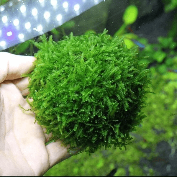 Cushion Moss (Leucobryum Glaucum) - HappyForestStore