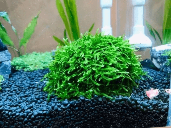 Bun / Cushion Moss Portion Aquarium Plant