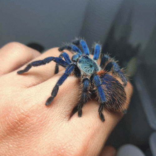 Brazilian Blue Dwarf Tarantula (Dolichothele diamantinensis)