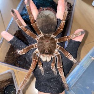 Pamphobeteus platyomma (The Brazilian pink bloom tarantula) for sale ...