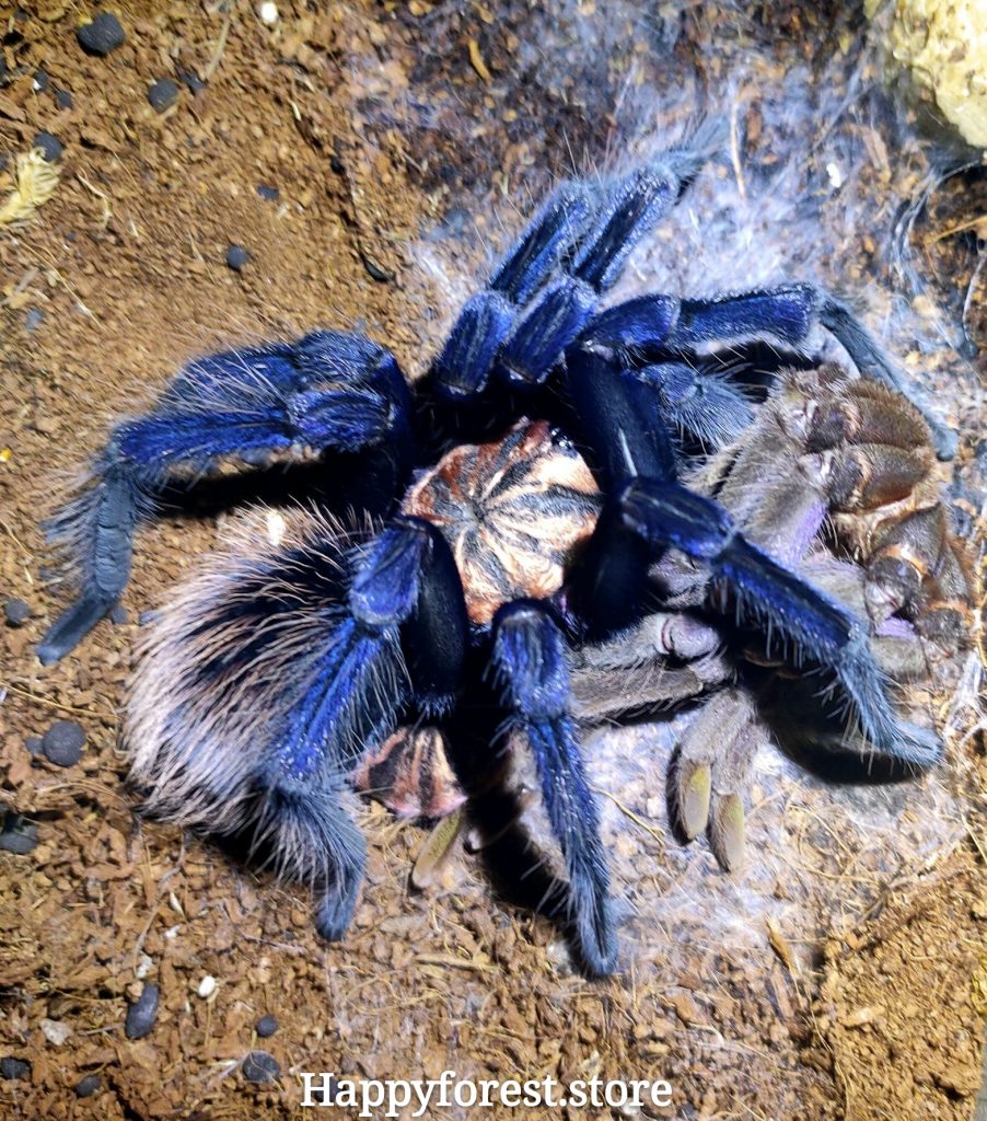 Xenesthis sp Blue Tarantula (Colombian Lesserblack Tarantula) for sale