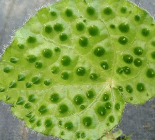 Begonia sp Green