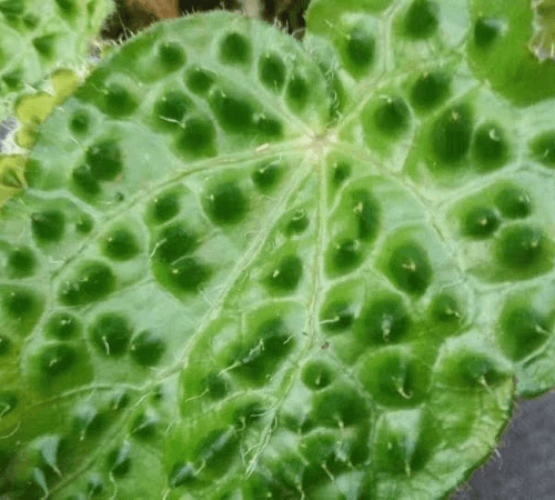 Begonia sp Green