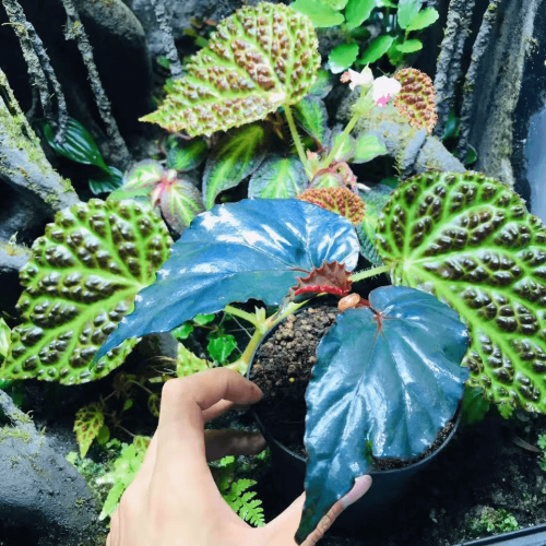 Begonia kapuashaluensis