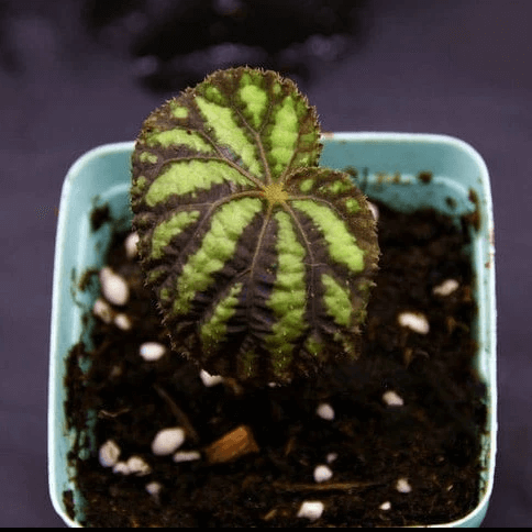 Begonia xanthina (Dark Shadows)