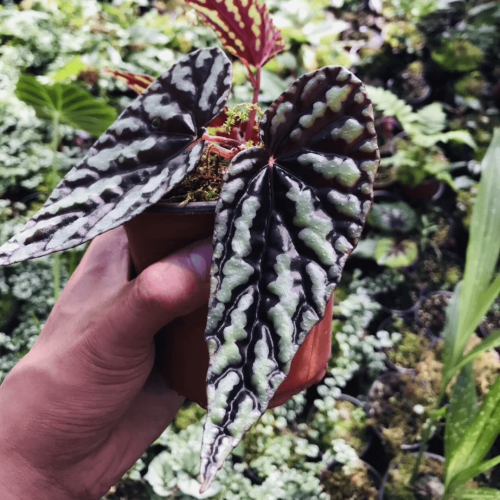 Begonia variabilis