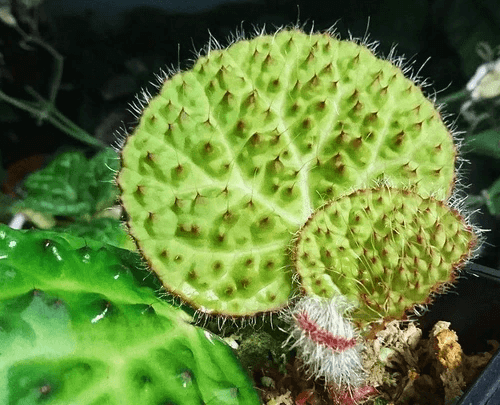Begonia Nahangensis