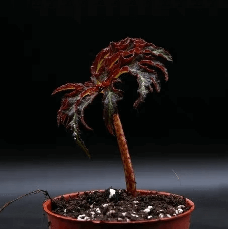Begonia fluorescens