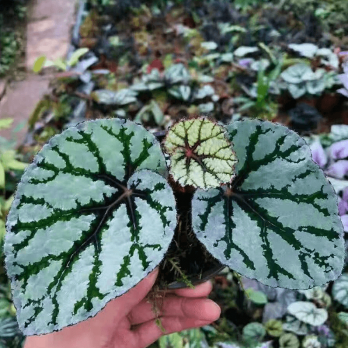 Begonia Rex ‘Fedor’
