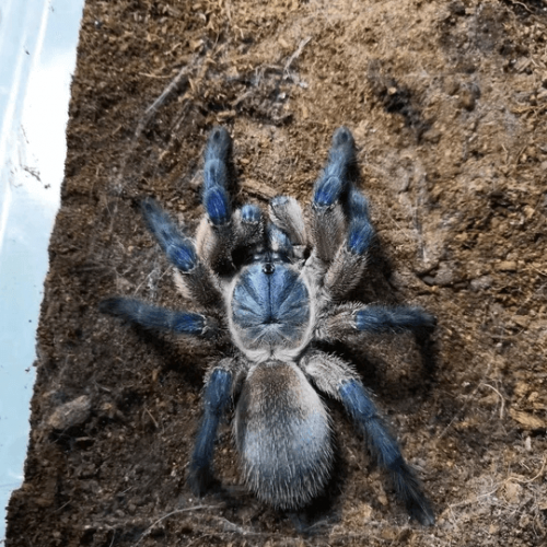 Monocentropus balfouri (Socotra Island Blue Baboon Tarantula)