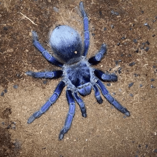 Pterinopelma sazimai – Iridescent Blue Tarantula