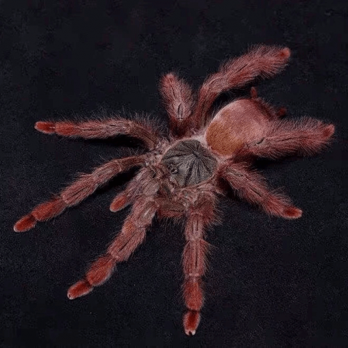 Tapinauchenius Gigas – Orange Tree Spider