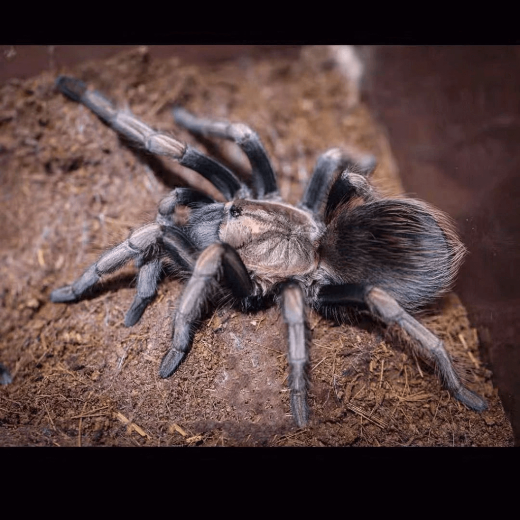 Theraphosa stirmi (Burgundy goliath bird eater tarantula) for sale