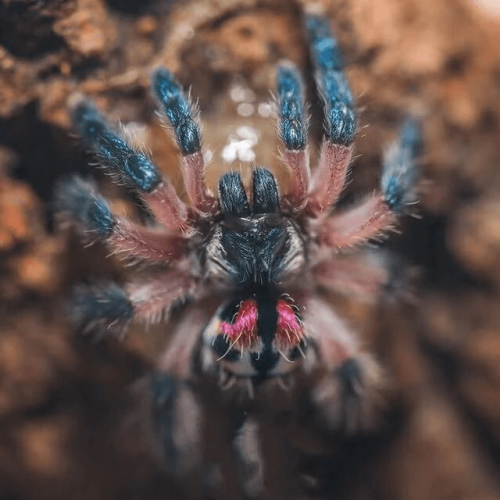 Typhochlaena seladonia – Brazilian Jewel Tarantula
