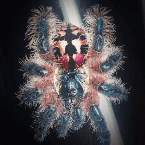Typhochlaena seladonia Brazilian Jewel Tarantula HappyForestStore