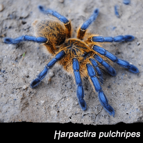 Harpactira pulchripes – Golden Blue Leg Baboon