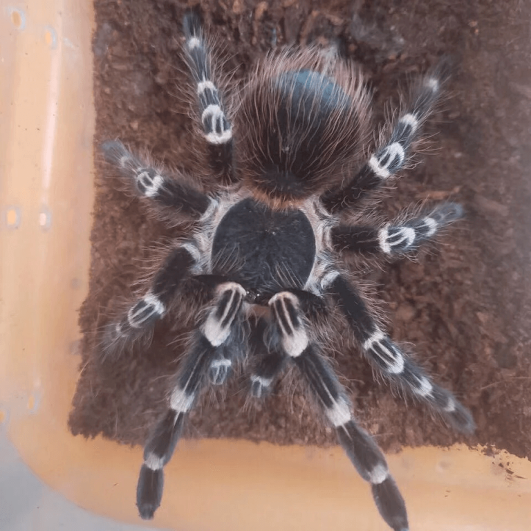 Acanthoscurria Geniculata Giant White Knee Tarantula for sale HappyForestStore Acanthoscurria Geniculata Giant White Knee Tarantula for sale HappyForestStore