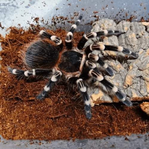 Acanthoscurria Geniculata Giant White Knee Tarantula for sale