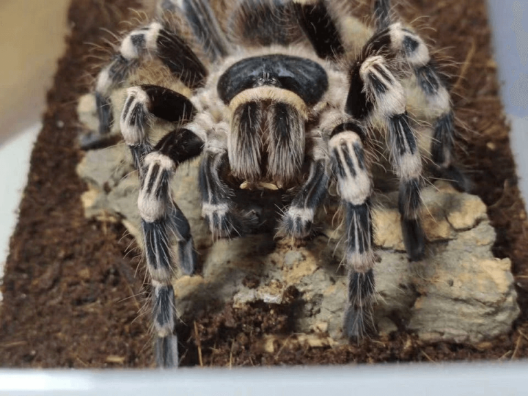 Acanthoscurria Geniculata - Giant White Knee Tarantula For Sale ...