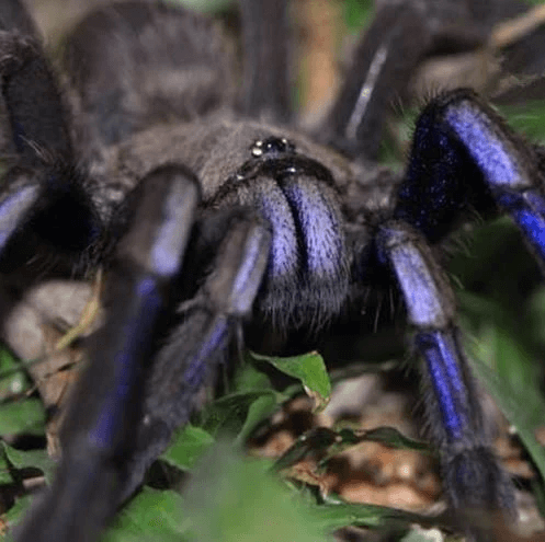 Chilobrachys sp. Electric blue tarantula