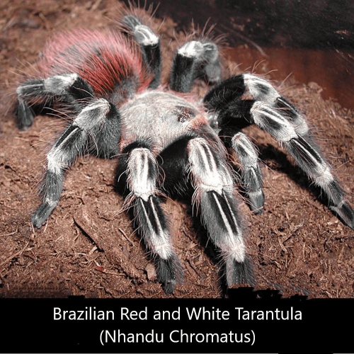 Brazilian Red and White Tarantula (Nhandu Chromatus)