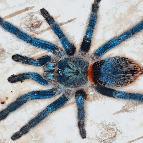 Brazilian Blue Dwarf Tarantula (Dolichothele diamantinensis)