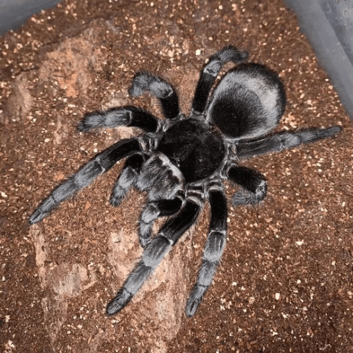 Brazilian Black Tarantula Grammostola pulchra for sale HappyForestStore
